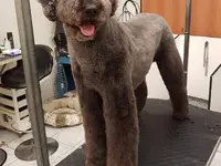 La Vigie Riviera Pet Grooming