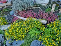 Dubach Gartenbau und Pflege