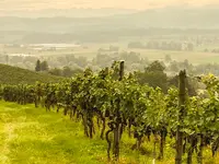 Iselisberger Weine - Familie Traber - Klicken Sie, um das Bild 4 in einer Lightbox vergrössert darzustellen