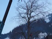 Kallen Gartenbau und Unterhalt