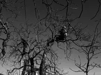 EQUILIBRE SOINS AUX ARBRES