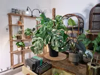 Jordan Tattoo and plants