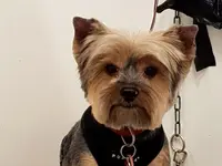 La Vigie Riviera Pet Grooming