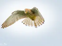 Thomas Moor Fotografie