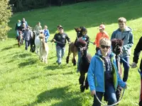 Alpaka Trekking Balmberg Tannenheim