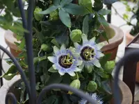 Blumen Eichenberger Oberrieden - Klicken Sie, um das Bild 14 in einer Lightbox vergrössert darzustellen