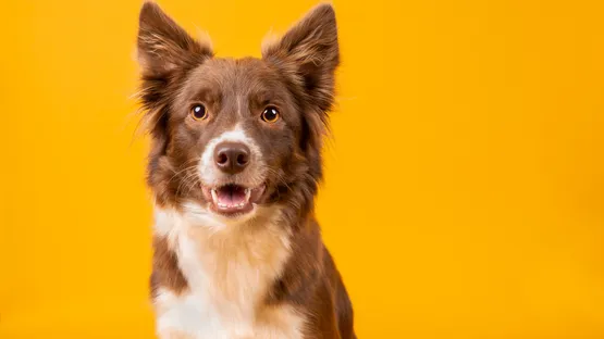 Kastration beim Hund