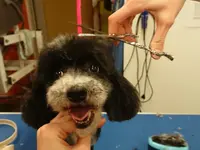 Hundesalon Toxi Horgen