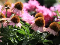 AUHOF Pflanzen Garten Blumen