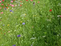 Jardin SA - Klicken Sie, um das Bild 13 in einer Lightbox vergrössert darzustellen