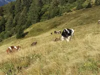 Servizi e lavori agricoli - Bassi Mirko