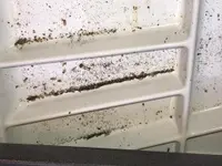 GROSS Pest Control GmbH