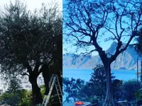 Nesurini Daniele - Lavori Forestali e Segheria