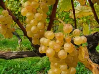 Domaine Hôpital Pourtalès