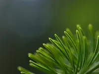 Alnovis AG
