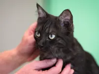 Tierklinik Rossweid AG