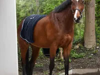 Equine Sports Medicine Services GmbH