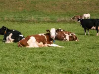 Wagis Farm - Hofladen - Klicken Sie, um das Bild 1 in einer Lightbox vergrössert darzustellen