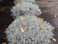 Au Jardin Blumen GmbH