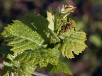 Domaine Les Hutins