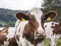 Produttori svizzeri di latte PSL - Klicken Sie, um das Bild 1 in einer Lightbox vergrössert darzustellen