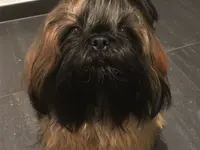 Agota's Hundesalon