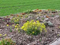 Hatt Gartenbau