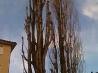 Abt Jardins et Paysages Sàrl