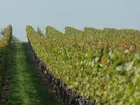 Domaine du Petit-Truet