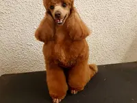 La Vigie Riviera Pet Grooming