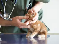 Marigin Tierklinik - Zentrum für Tiermedizin - Klicken Sie, um das Bild 5 in einer Lightbox vergrössert darzustellen