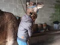 Luana EMINIC HUGO - L'ostéo animaux
