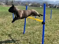 Focus Dogs Hundeschule KlG
