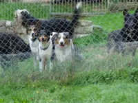 Hundepension Meissholz - Klicken Sie, um das Bild 1 in einer Lightbox vergrössert darzustellen