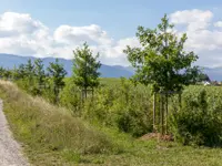 Nicolas Varidel Nature+Jardins