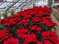 Oesch Fleurs & Jardins SA