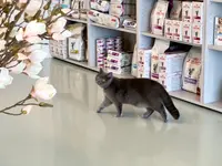 Katzen-Praxis.ch