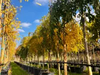 Pépinières Meylan SA