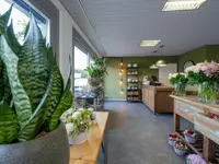 floristic gmbh - cliccare per ingrandire l’immagine 3 in una lightbox