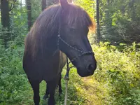 Gesundes Pferd Andrea Möri - Klicken Sie, um das Bild 3 in einer Lightbox vergrössert darzustellen