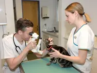 Kleintierklinik Glattfeld AG