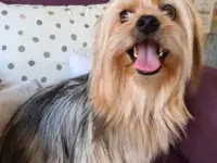 Hundesalon Trendy Dog