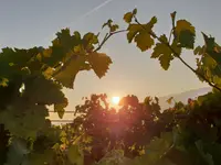 Domaine des Bonnettes - Vin Genève Suisse - Klicken Sie, um das Bild 12 in einer Lightbox vergrössert darzustellen