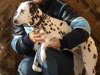 Hundeschule Guggisberg
