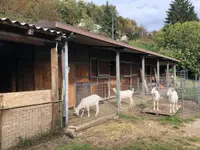 Poma Marzio - Klicken Sie, um das Bild 10 in einer Lightbox vergrössert darzustellen