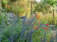 Wildblumendienst