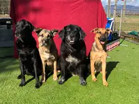 Nimalik Hundeschule & Hundepension