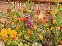 Blumen Zweerus