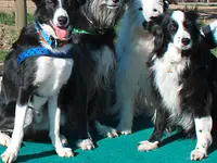 Hundeschule Guggisberg - Klicken Sie, um das Bild 12 in einer Lightbox vergrössert darzustellen