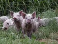 Jenzer Fleisch und Feinkost AG